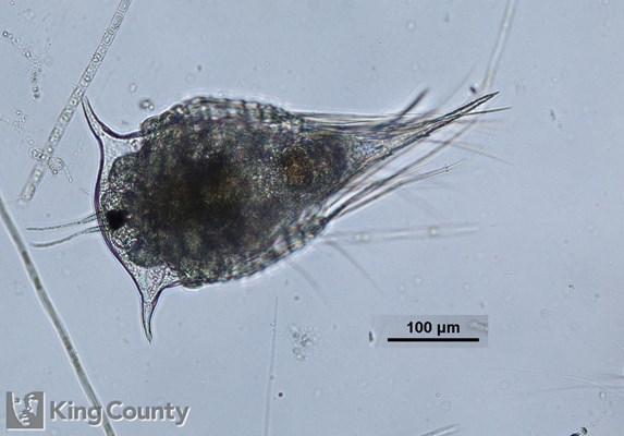 Photo of Cirripedia: larval stages